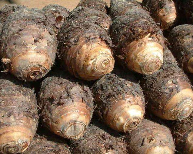 芋頭冷庫(kù)建造，芋頭保鮮庫(kù)的使用