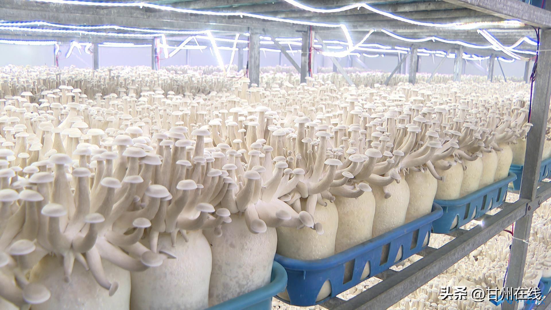 甘肅神農(nóng)菇業(yè) 工廠化量產(chǎn)鹿茸菇，開拓海鮮風味新市場